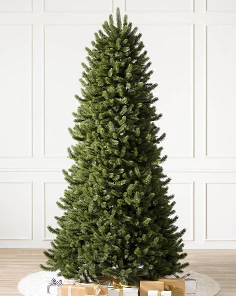 Vermont White Spruce Narrow- child-1
